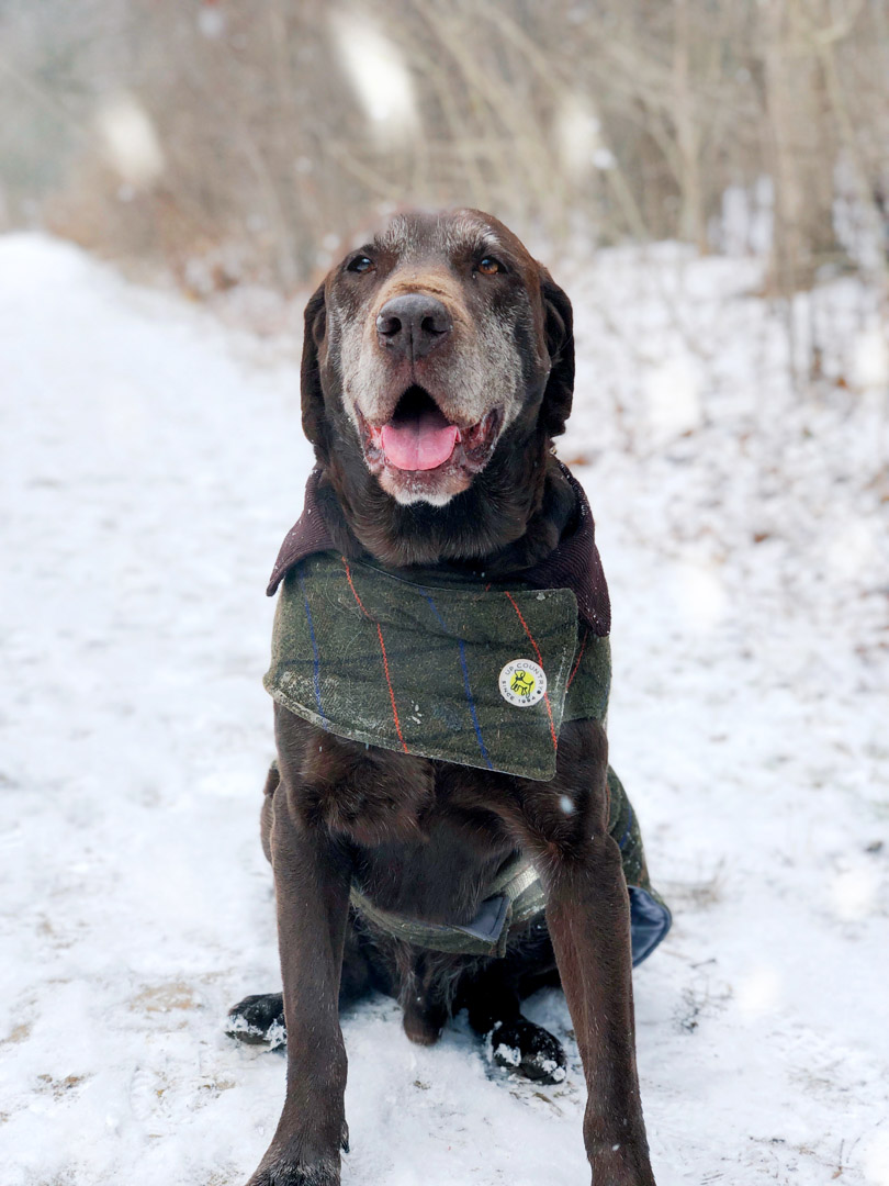 Can a 60 Pound Lab Survive in 25 Degree Weather? Essential Tips