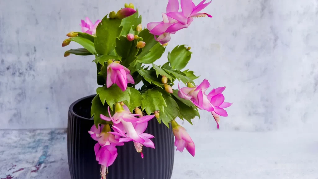 Can a Christmas Cactus Survive in 40 Degree Weather
