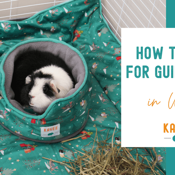 Can a Guinea Pig Survive in Cold Weather? Essential Care Tips
