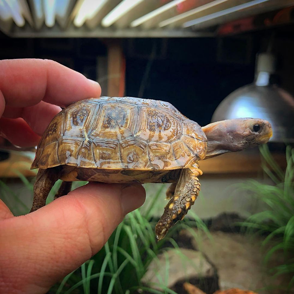 Can a Tortoise Survive in Water: Myth or Reality?