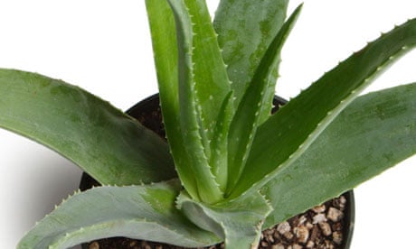 Can Aloe Vera Survive Cold Weather