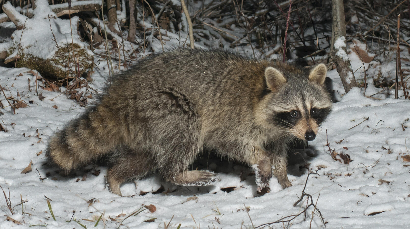 Can Animals Survive in Cold Weather