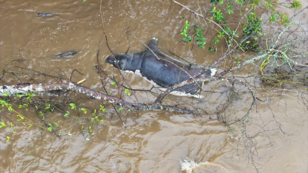 Can Anthrax Survive in Water: Shocking Truths Revealed