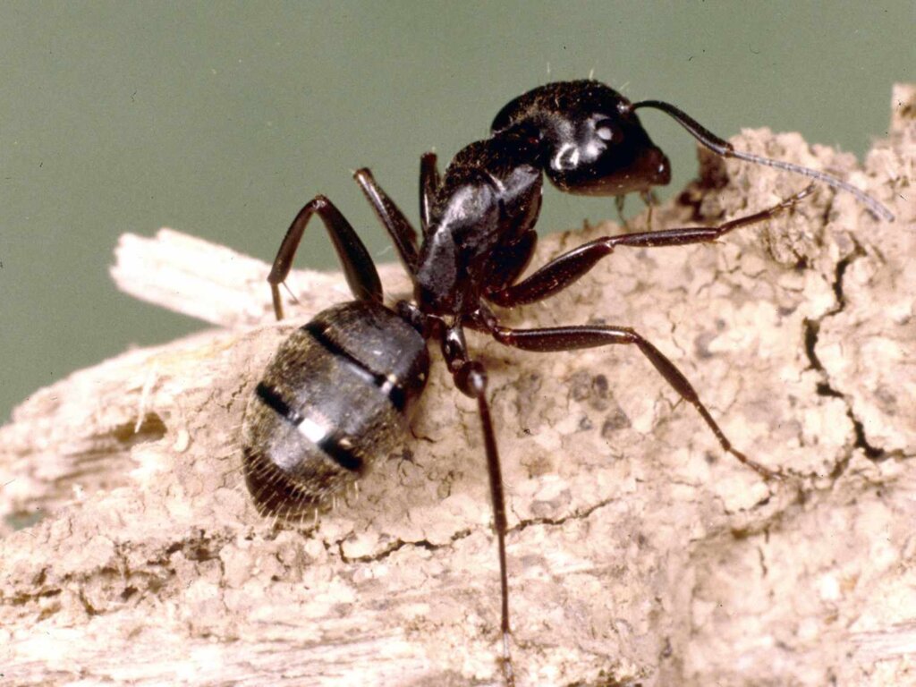 Can Ants Survive Cold Weather