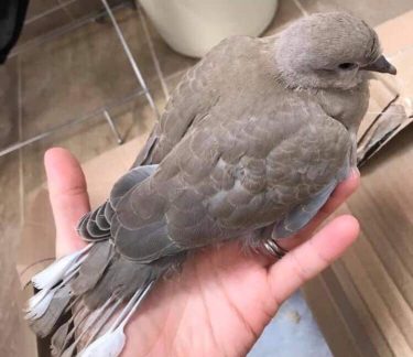 Can Baby Doves Survive Cold Weather