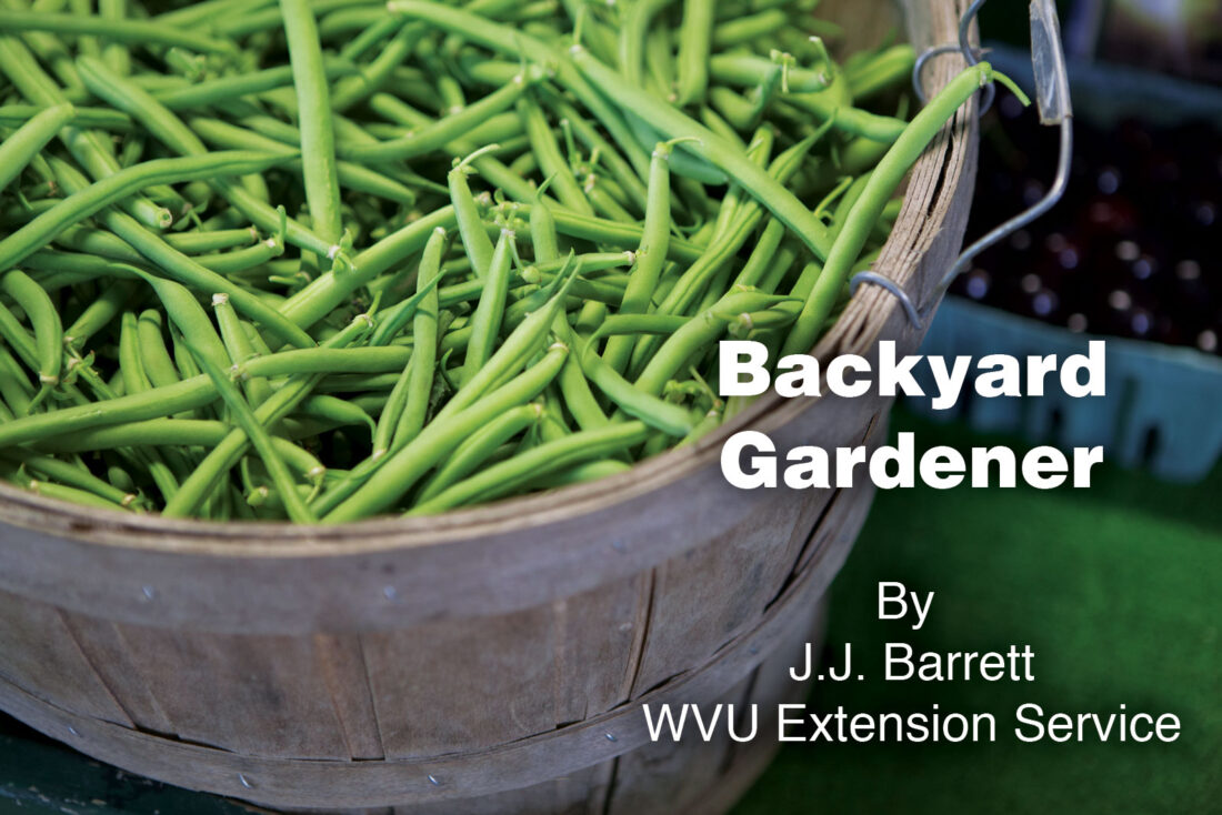 Can Beans Survive Cold Weather: Essential Tips for Garden Success