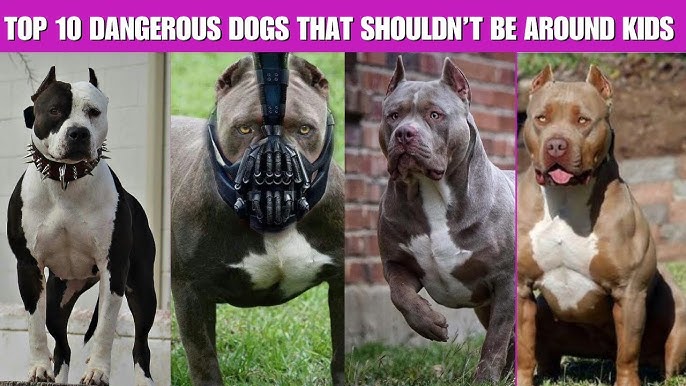 Can Bhotia Dog Survive in Hot Weather