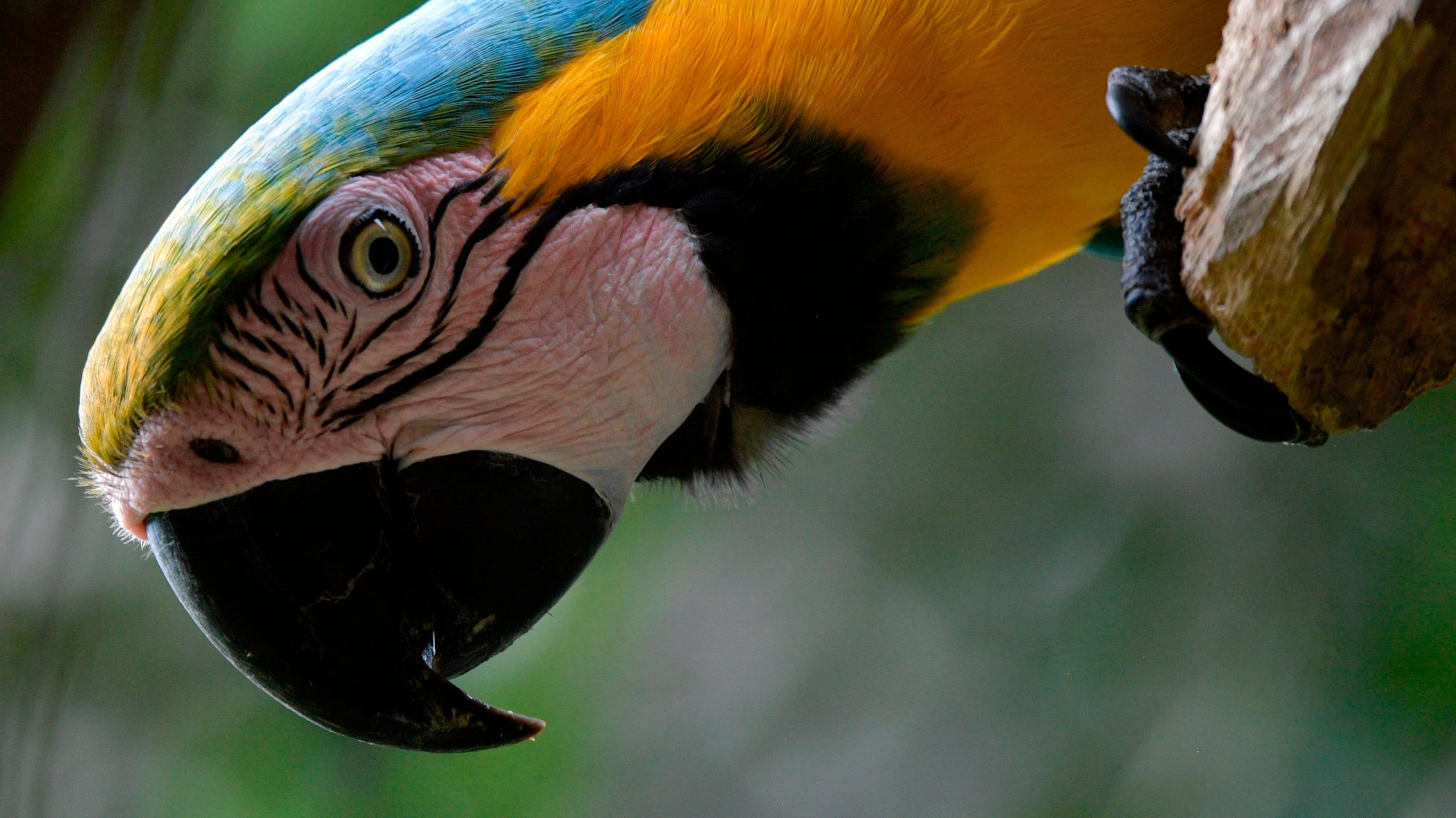 Can Birds Survive in Hot Weather