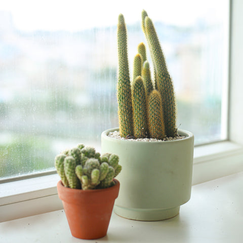 Can Cactus Plant Survive Cold Weather