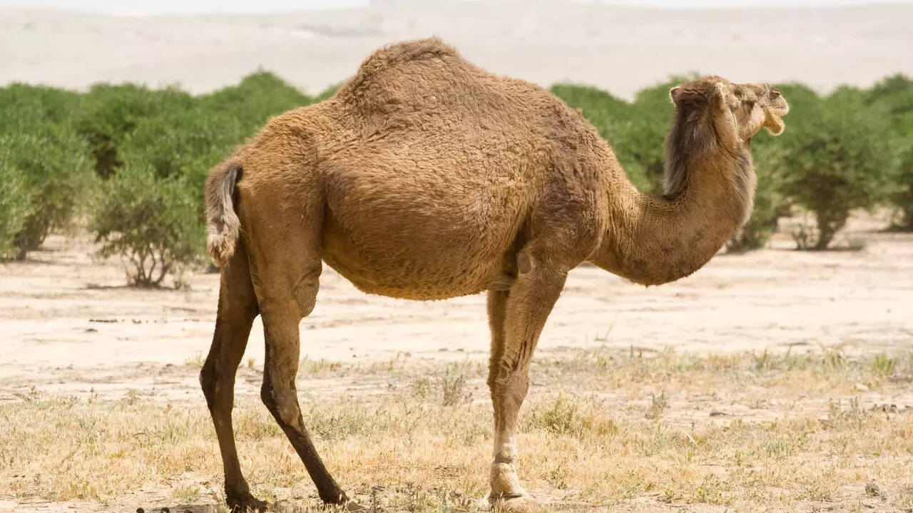 Can Camel Survive Cold Weather