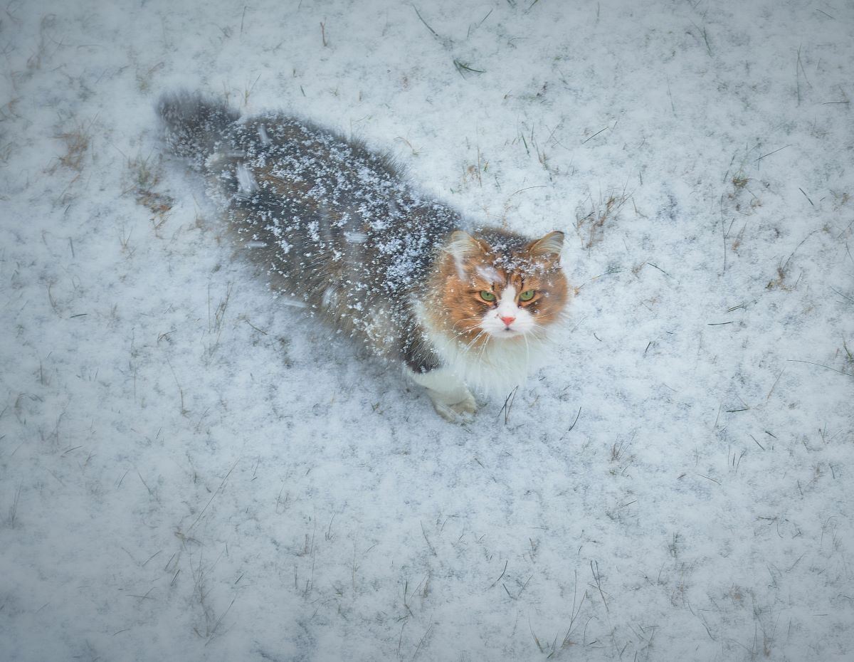 Can Cats Survive in 35 Degree Weather
