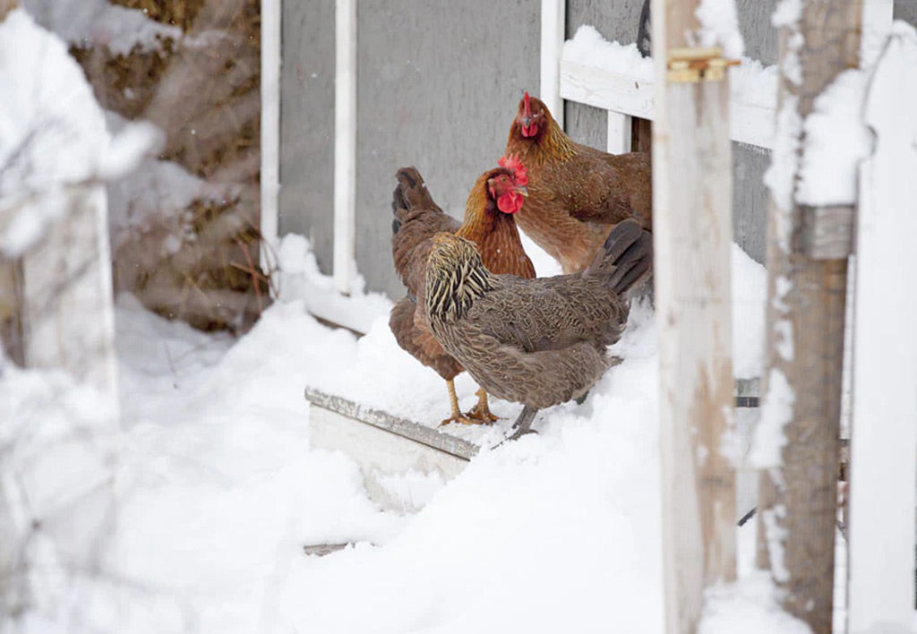 Can Chickens Survive below Zero Weather
