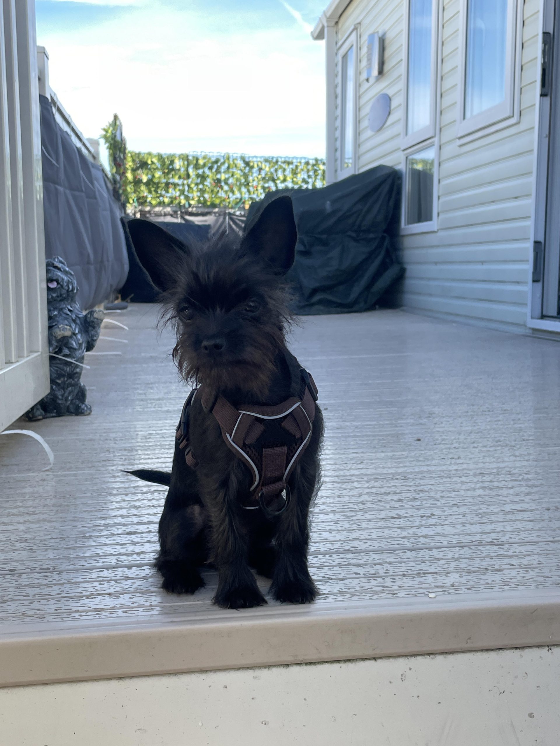 Can Chihuahuas Survive Cold Weather