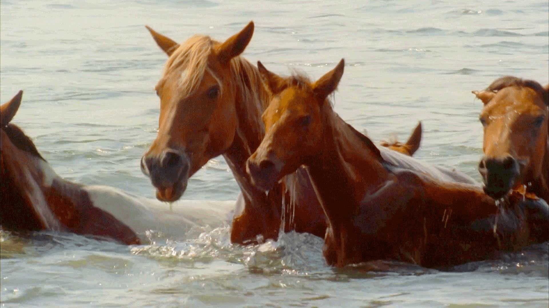 Can Chincoteague Ponies Survive Cold Weather
