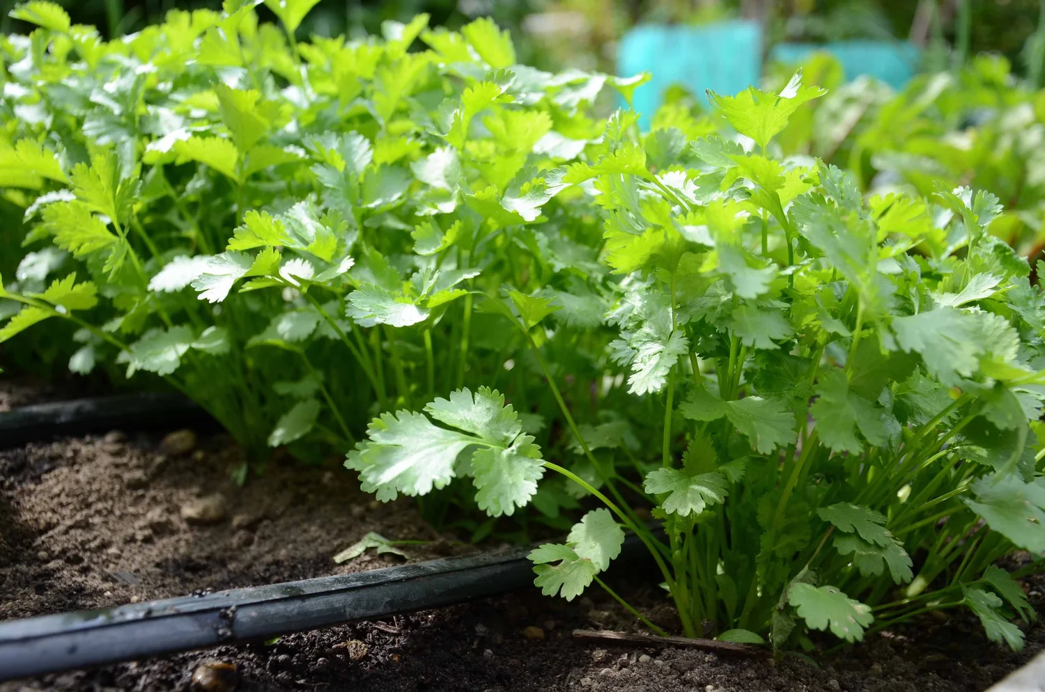 Can Cilantro Survive Cold Weather