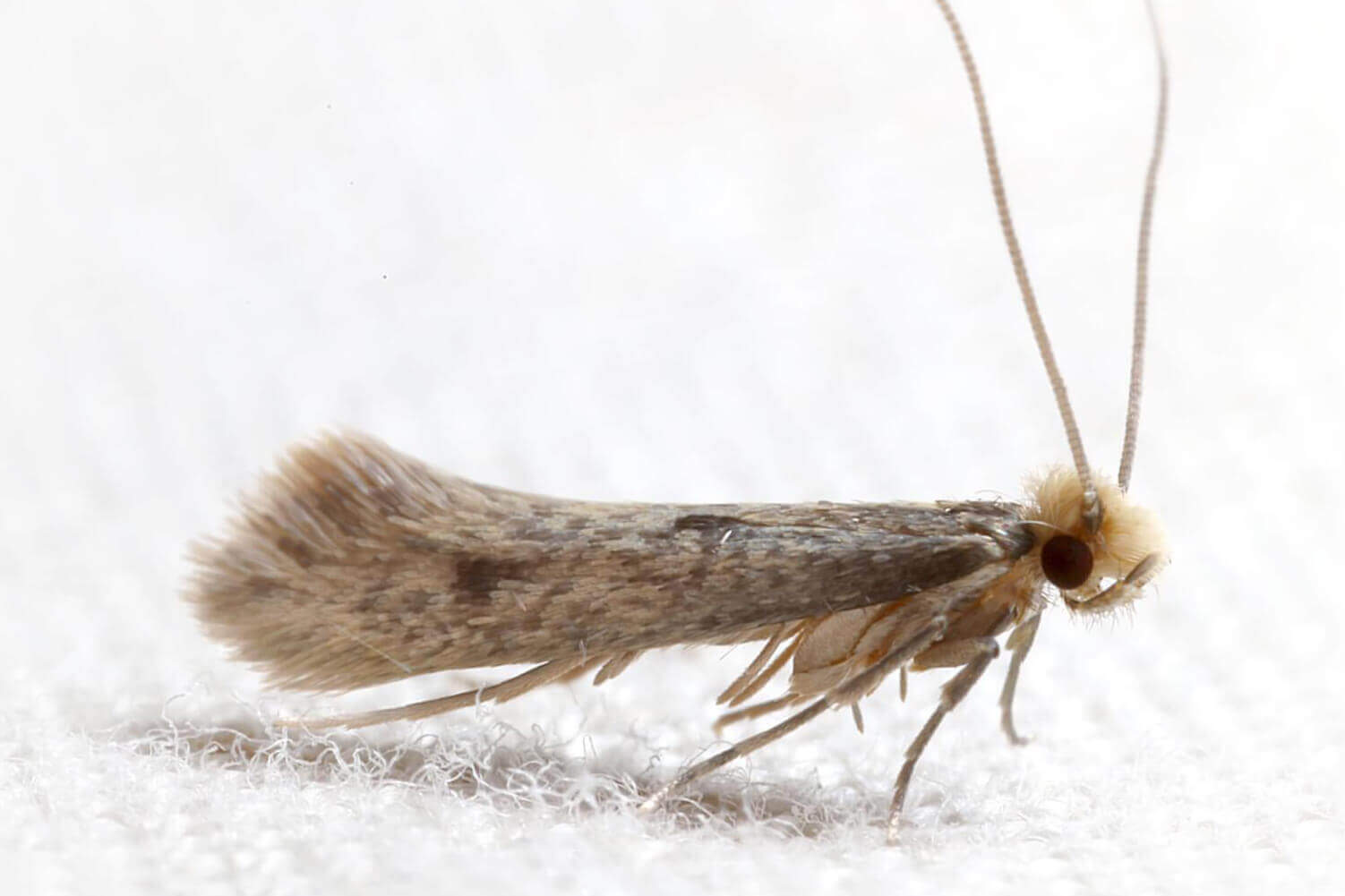 Can Clothes Moths Survive a Washing Machine? Unveiled!