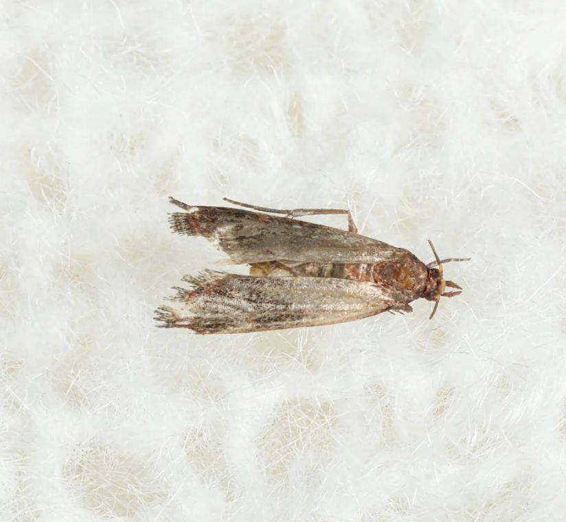 Can Clothes Moths Survive in Vacuum Bags