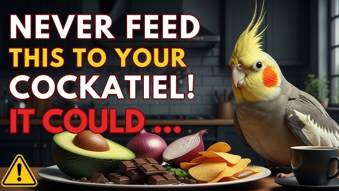 Can Cockatiel Survive Cold Weather