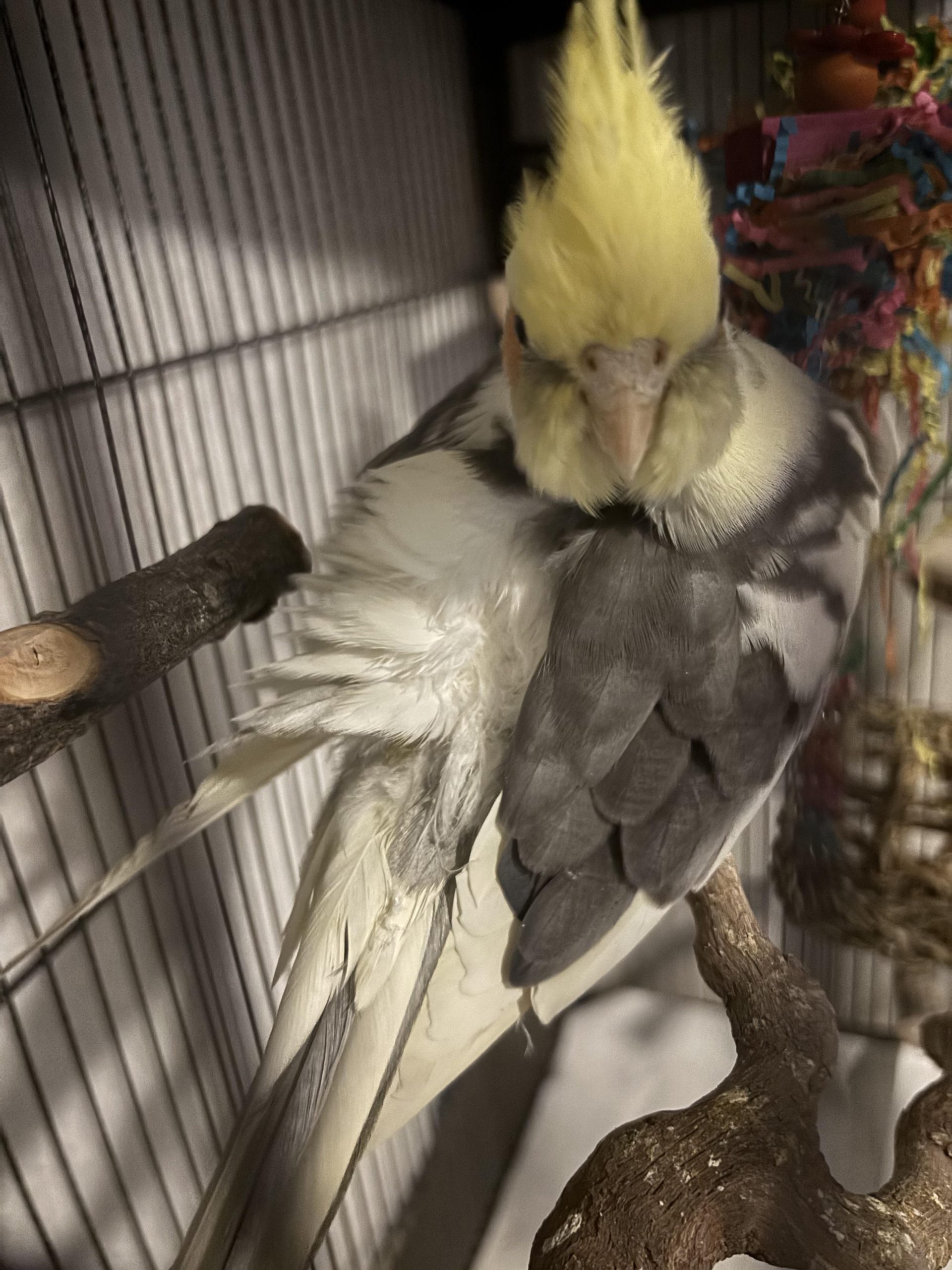 Can Cockatiels Survive in 80 Degree Weather