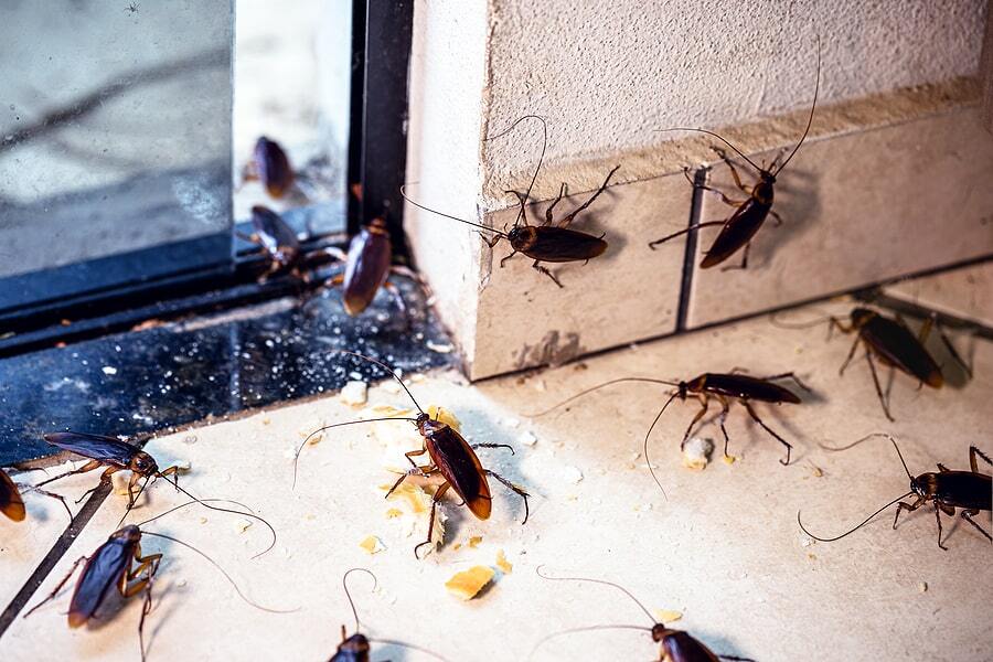 Can Cockroaches Survive Cold Weather