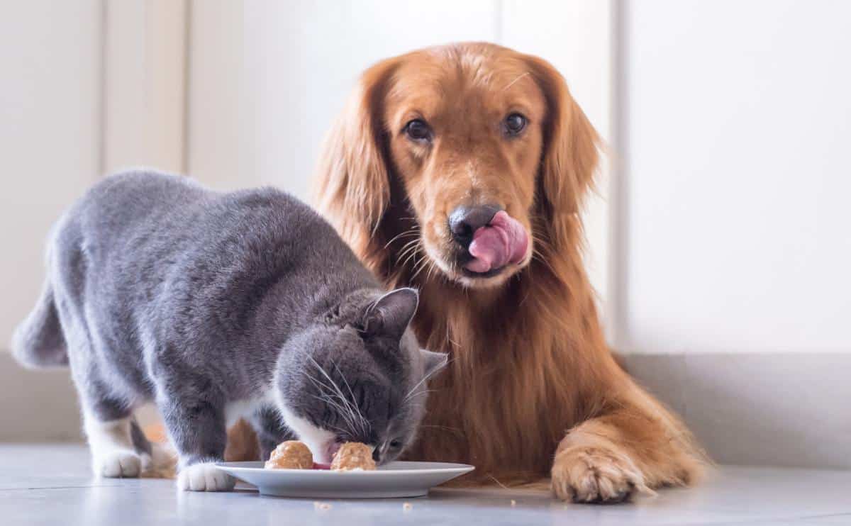 Can Dogs Eat Cat Food in an Emergency: Safe or Risky?