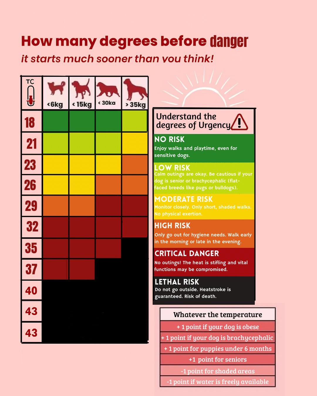 Can Dogs Survive 40 Degree Weather