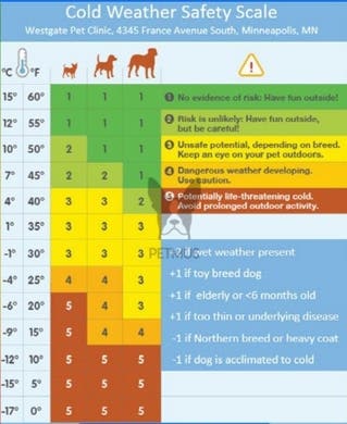 Can Dogs Survive in 25 Degree Weather