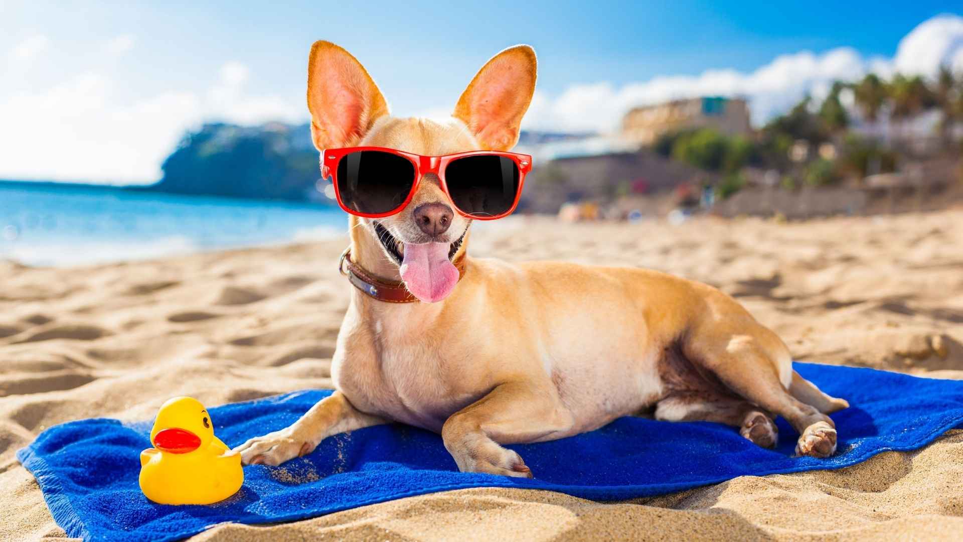 Can Dogs Survive in Hot Weather