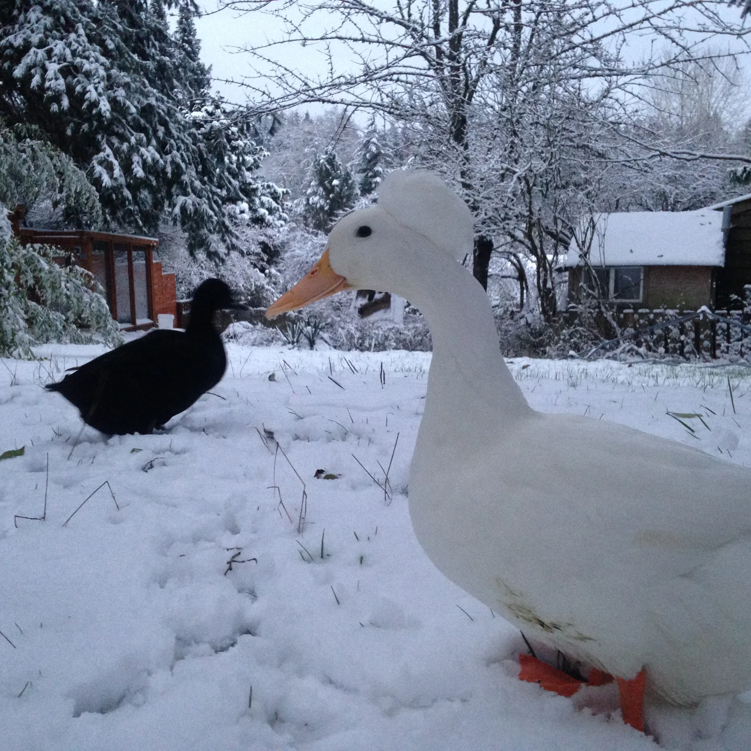 Can Ducks Survive Freezing Weather