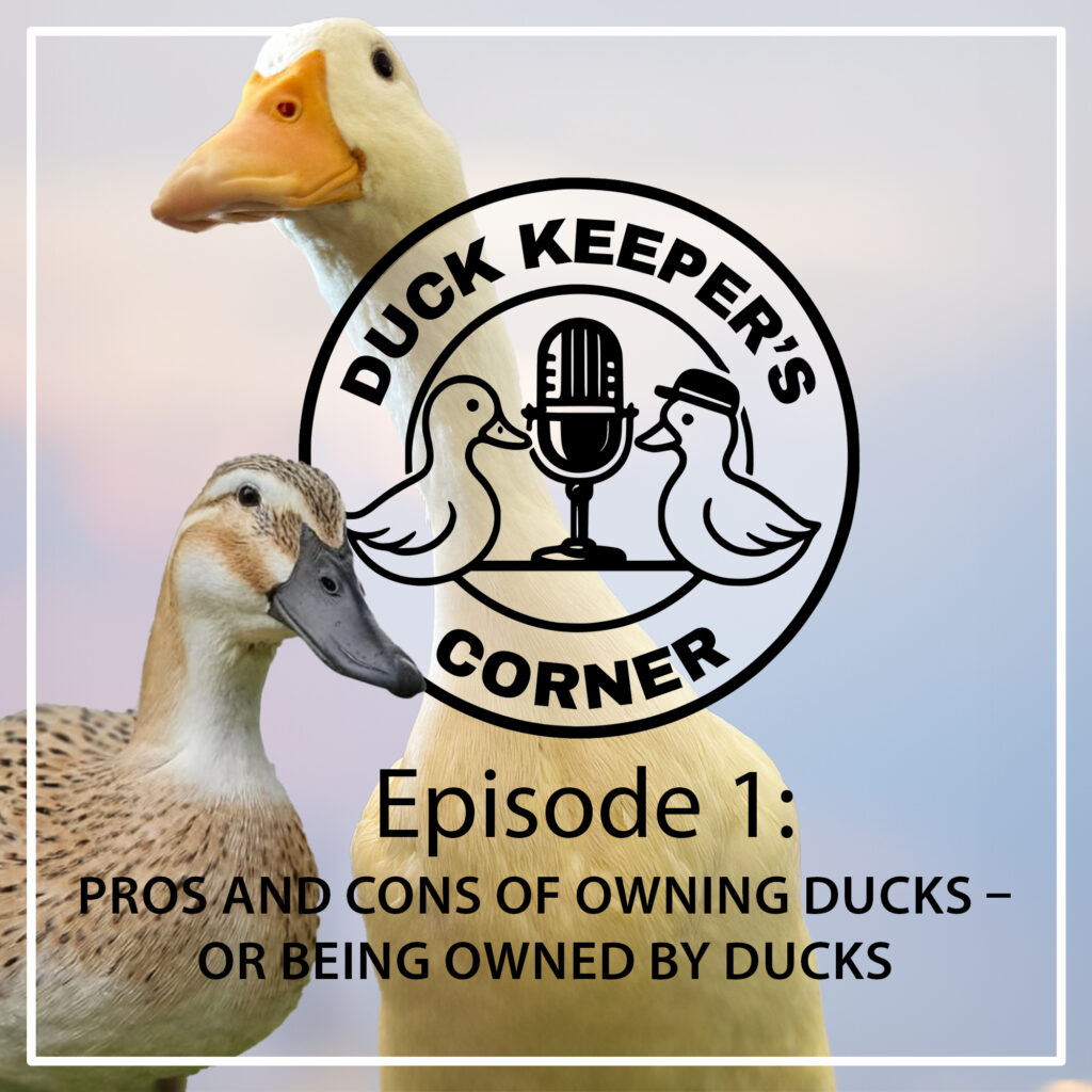 Can Farm Ducks Survive Cold Weather