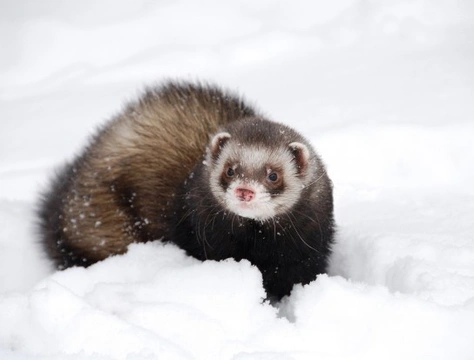 Can Ferrets Survive Cold Weather