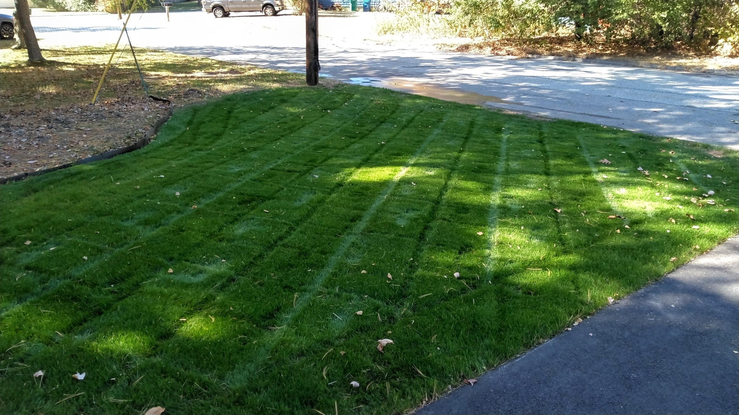 Can Fescue Seed Survive Freezing Weather