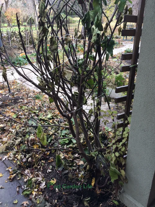 Can Fig Tree Survive Cold Weather: Essential Tips for Protection