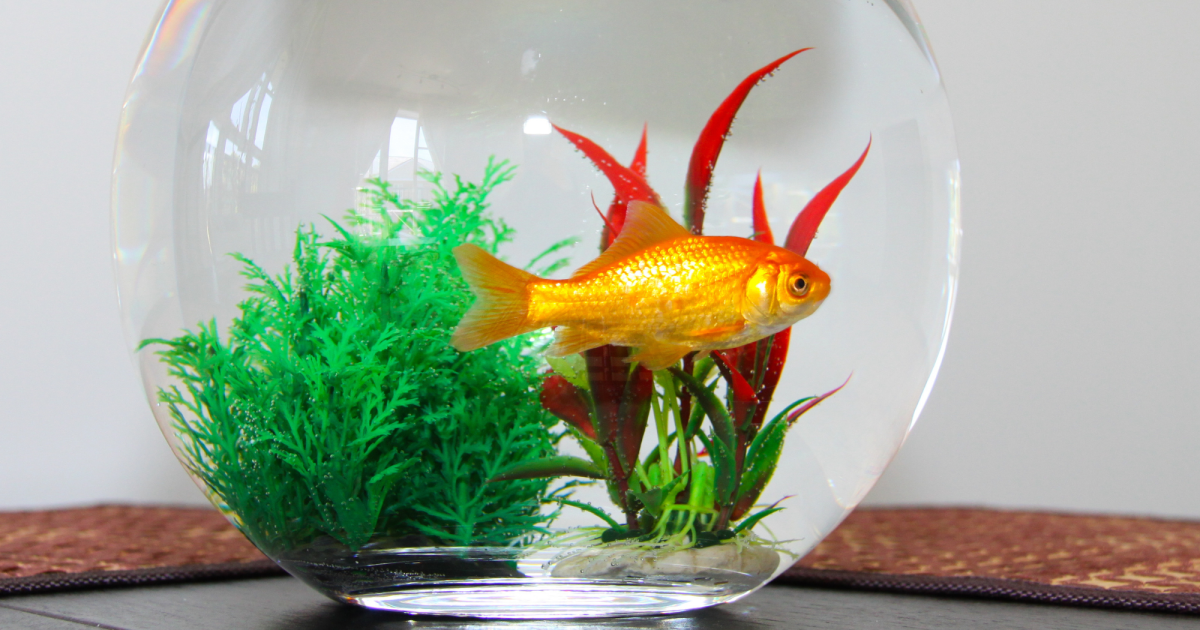 Can Fish Survive in Tap Water