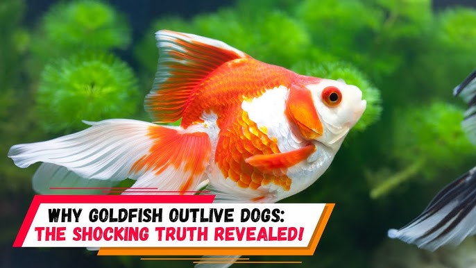 Can Goldfish Survive in Tap Water? Essential Care Tips Revealed