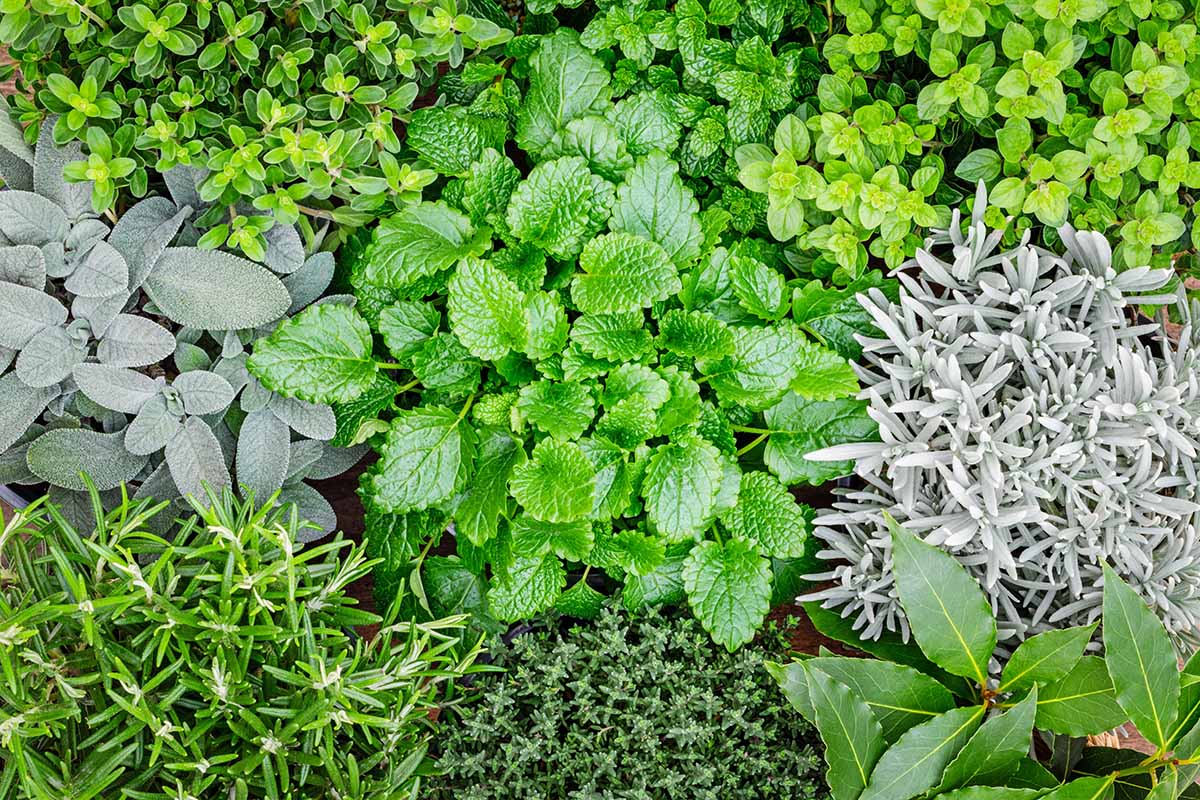 Can Herbs Survive in Cold Weather