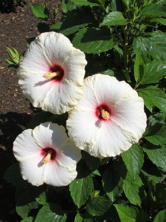 Can Hibiscus Plant Survive Cold Weather: Essential Winter Tips