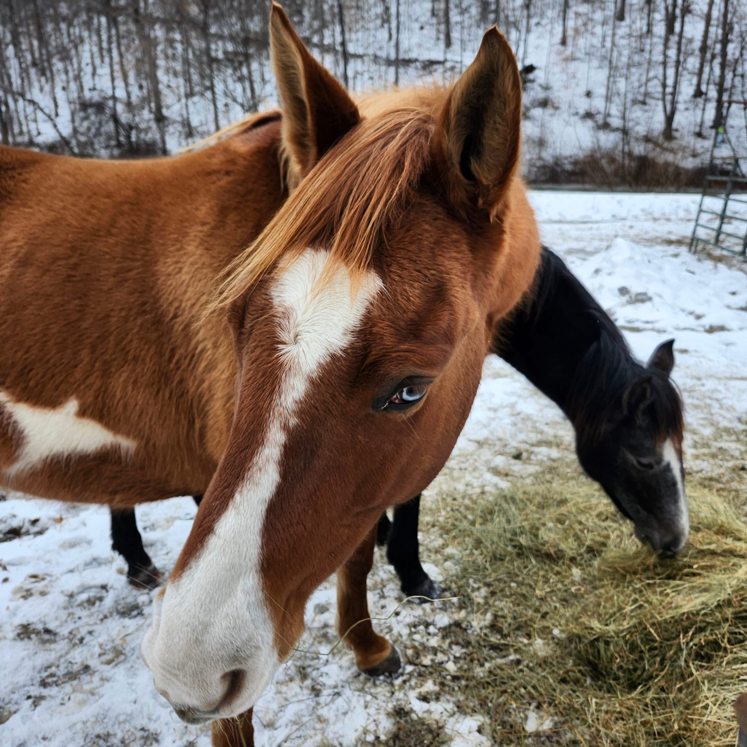 Can Horses Survive in Cold Weather