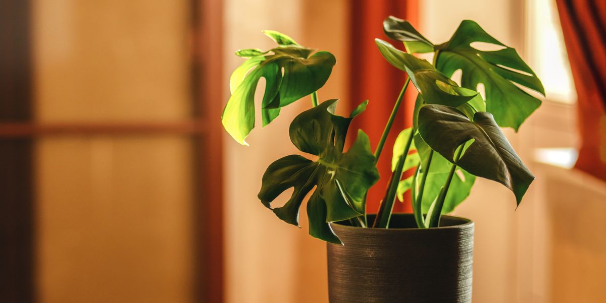 Can House Plants Survive 40 Degree Weather