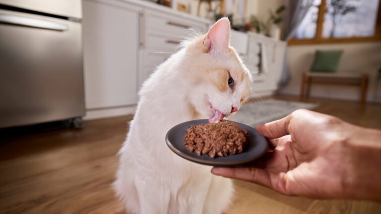 Can I Feed My Cat Dog Food in an Emergency: Essential Facts Explained