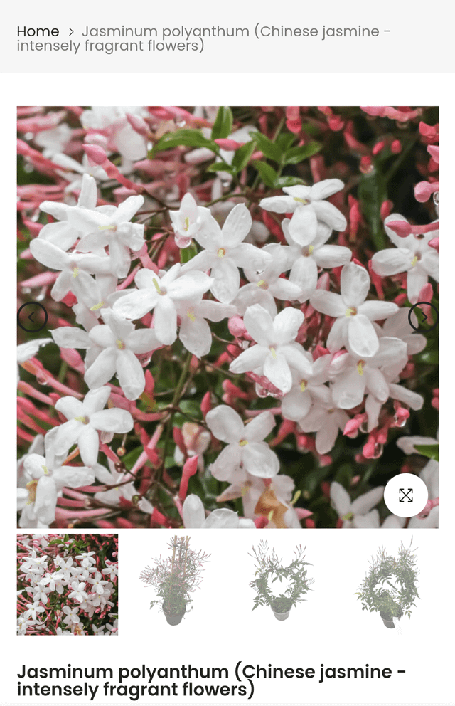Can Jasmine Vine Survive Cold Weather: Essential Care Tips