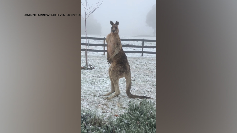 Can Kangaroos Survive Cold Weather? Surprising Facts Revealed
