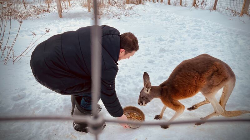Can Kangaroos Survive in Cold Weather