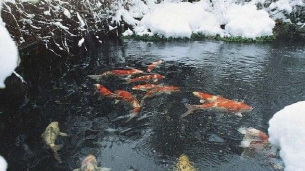 Can Koi Fish Survive in Frozen Water? Essential Survival Facts