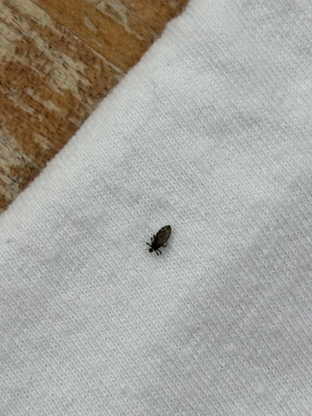 Can Lice Survive in Clothes