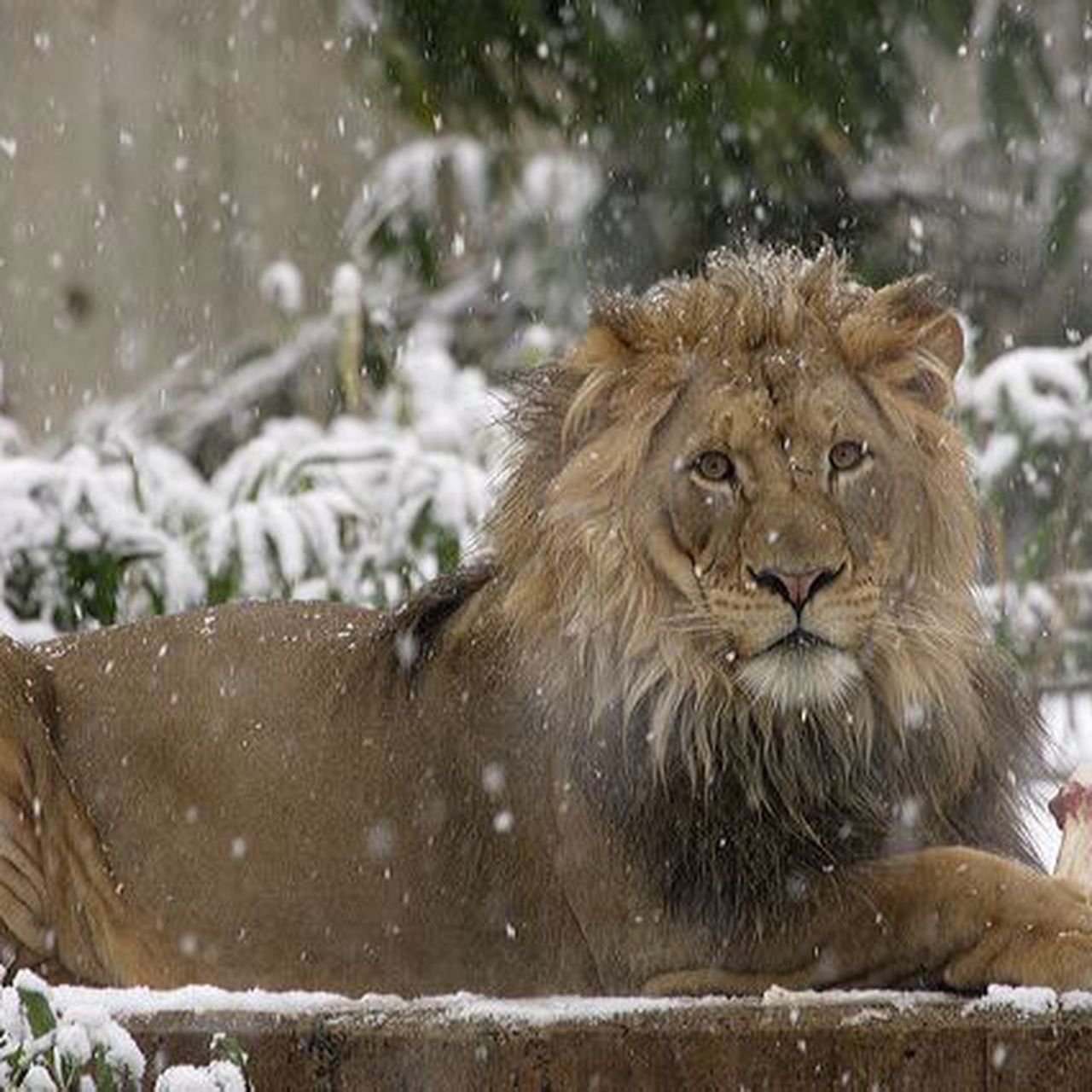 Can Lions Survive Cold Weather