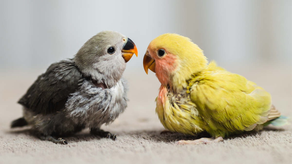 Can Love Birds Survive Cold Weather