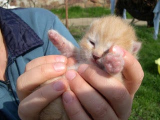 Can Newborn Kittens Survive in Hot Weather