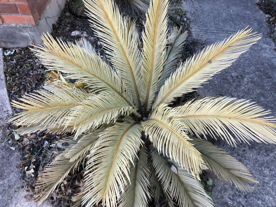 Can Palm Trees Survive Freezing Weather