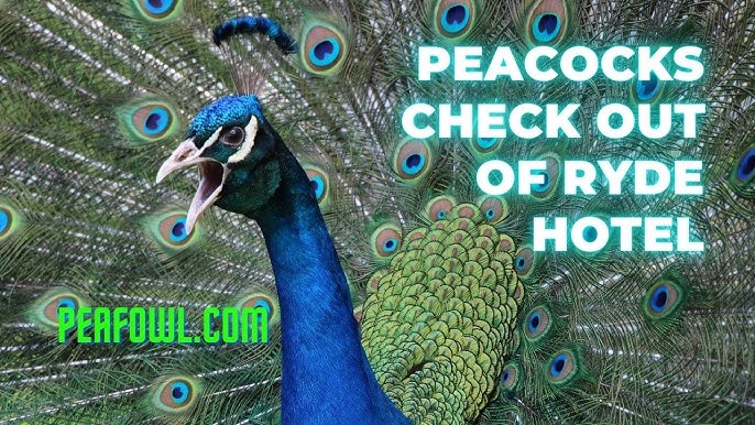 Can Peacocks Survive Cold Weather
